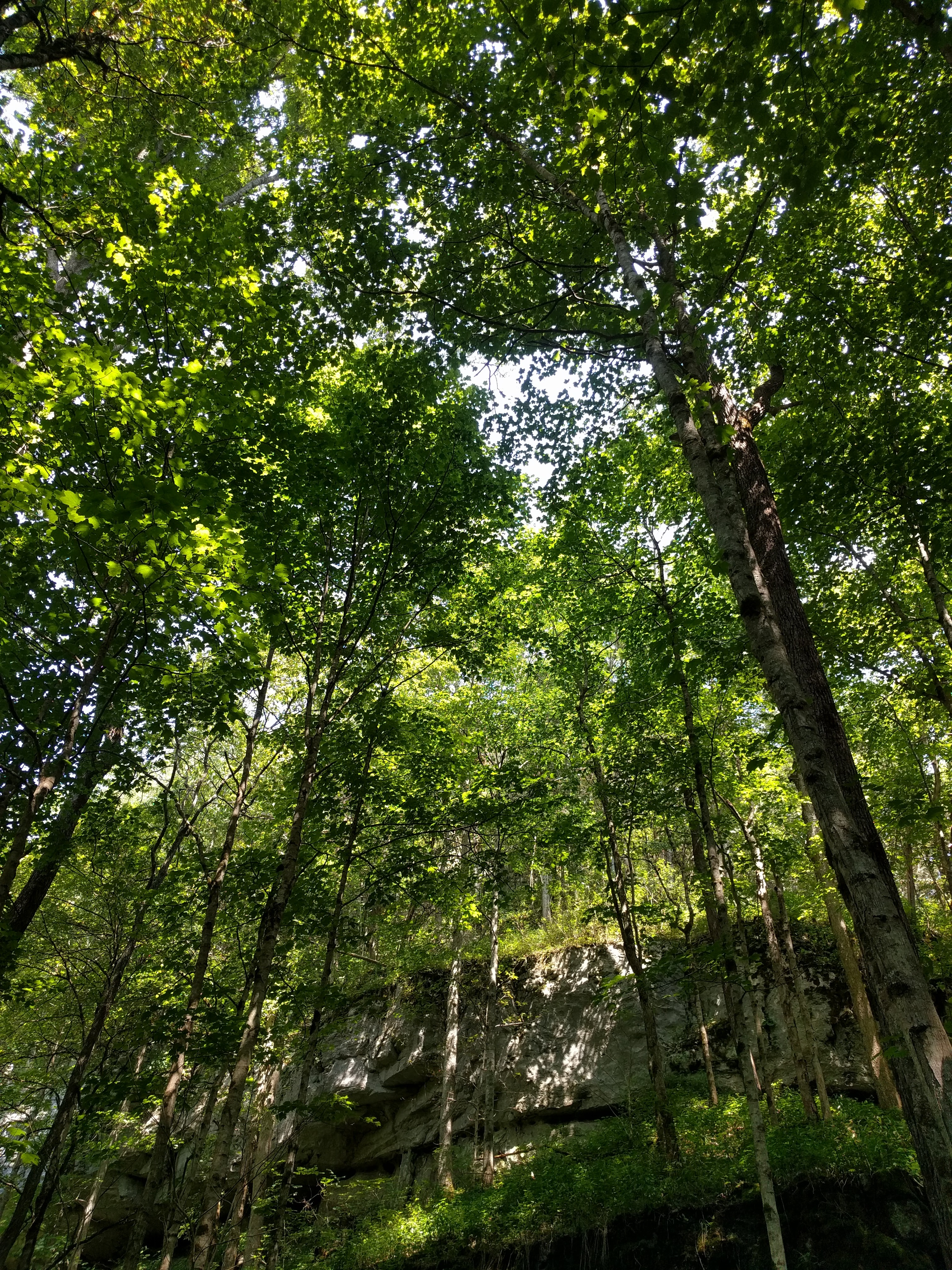 cedar sink talls trees from the bottom Esotouric